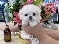 En guzel morkie bebekler