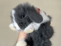 Sevimli Hollanda Teddy Lop Tavşan Yavruları