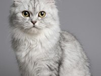 British Longhair Kedisi