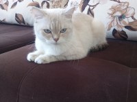 British shorthair (ücretsiz)