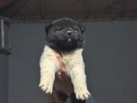 AMERİKAN AKİTA KÖPEĞİ