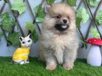 POMERANİAN YAVRULARIMIZ