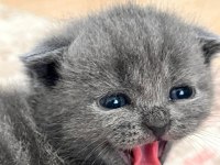 Safkan scottish fold yavrum yeni yuvasını arıyor