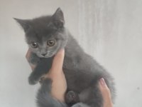 British shorthair yavrular uygun