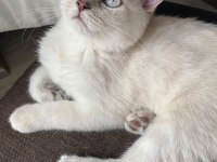 Silver scottish fold
