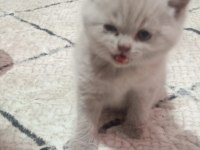 Lilac british shorthair bebekler