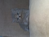 British longhair yavru