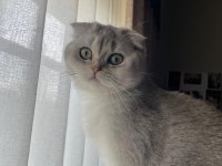 Biblo gibi scottish fold kızımız