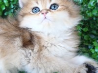 Ny25 Erkek British Longhair