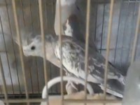 Çift Sultan Papağanı