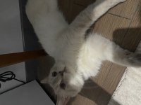 Kedim Sütlaç 2 Yaşında Ücretsiz Sahiplendiriyorum