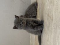 Gri renk british shorthair dişi