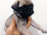 Pug mops yavrularımız