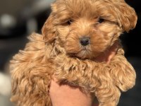 Maltipoo Yavrular Aşılı İç Ve Dış Parazit Yapıldı