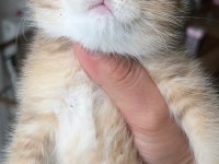Teslime Hazır Dişi Golden Bebek Kedimiz
