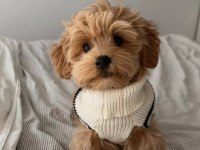 KORE MALTİPOO KÖPEKLERİMİZ