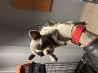Orjinal Egzotik French Bulldog Bebekler