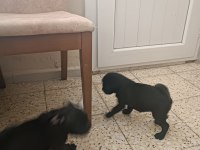 Siyah pug 2 erkek yavrular