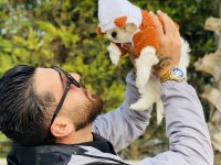 Maltese Kore 0 numara 3.5 aylık