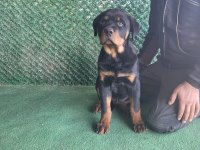 FCI Şecereli Rottweiler