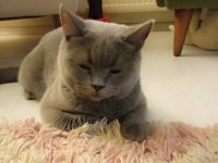 Saf ırk british shorthair 6 aylık