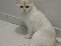 Takip şartıyla ücretsiz sahiplendireceğim british shorthair