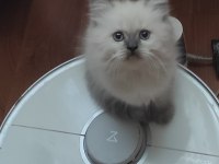 British longhair 2 aylık yavrular