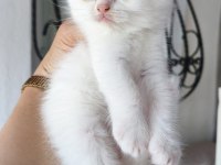 Podyum güzelleri sahnede pamuk kedilerimiz