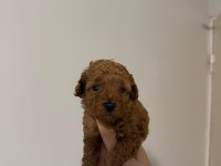 Güvenilir ve Referanslı Çiftlikten Toy Poodle