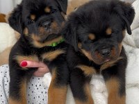 Rottweiler Yavrularımız
