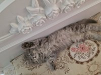 Evde olamadığım için kedimi sahiplendiriyorum