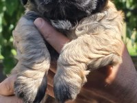 HARİKA MALTİPOO YAVRULAR