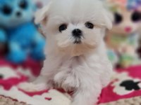 MİNİ KORE MALTESE YAVRULAR