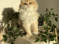 Ny12 british longhair