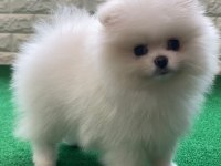 TEDDY BEAR POMERANİAN YAVRULARI