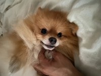 Yetişkin tilki surat pomeranian