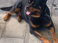 Orjinal rottweiler Maylo oğlumuza eş arıyoruz scrli