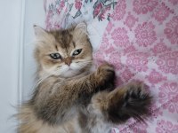Güzeller güzeli british longhair kızım karamel