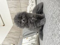 İpek Tüylü Scottish Longhair Yavru