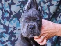 FCI-KIF SECERELİ SAFKAN CANE CORSO