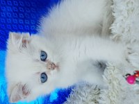 Orijinal british shorthair erkek ny1233