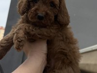 Toy Poodle Red brown bebekler