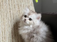 Kedimiz Ankarada yaşama şartı ile güvenli sahiplendirilecek