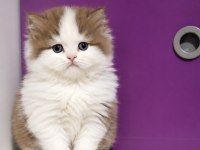 Safkan british longhair yavrumuz çikolata bicolor