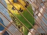 Show erkek yerli erkek muhabbet kuşu