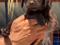Labrador yavrularımız 