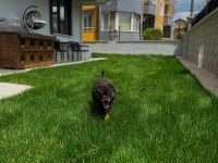 Rottweiler Sağlık Garantili Bebekler