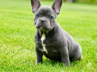 French Bulldog Yavruları Çiftlikten 