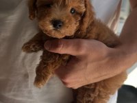 Toy Poodle Aşılı Yavru