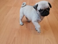 Muhteşem Pug Mops Bebekler İstanbul